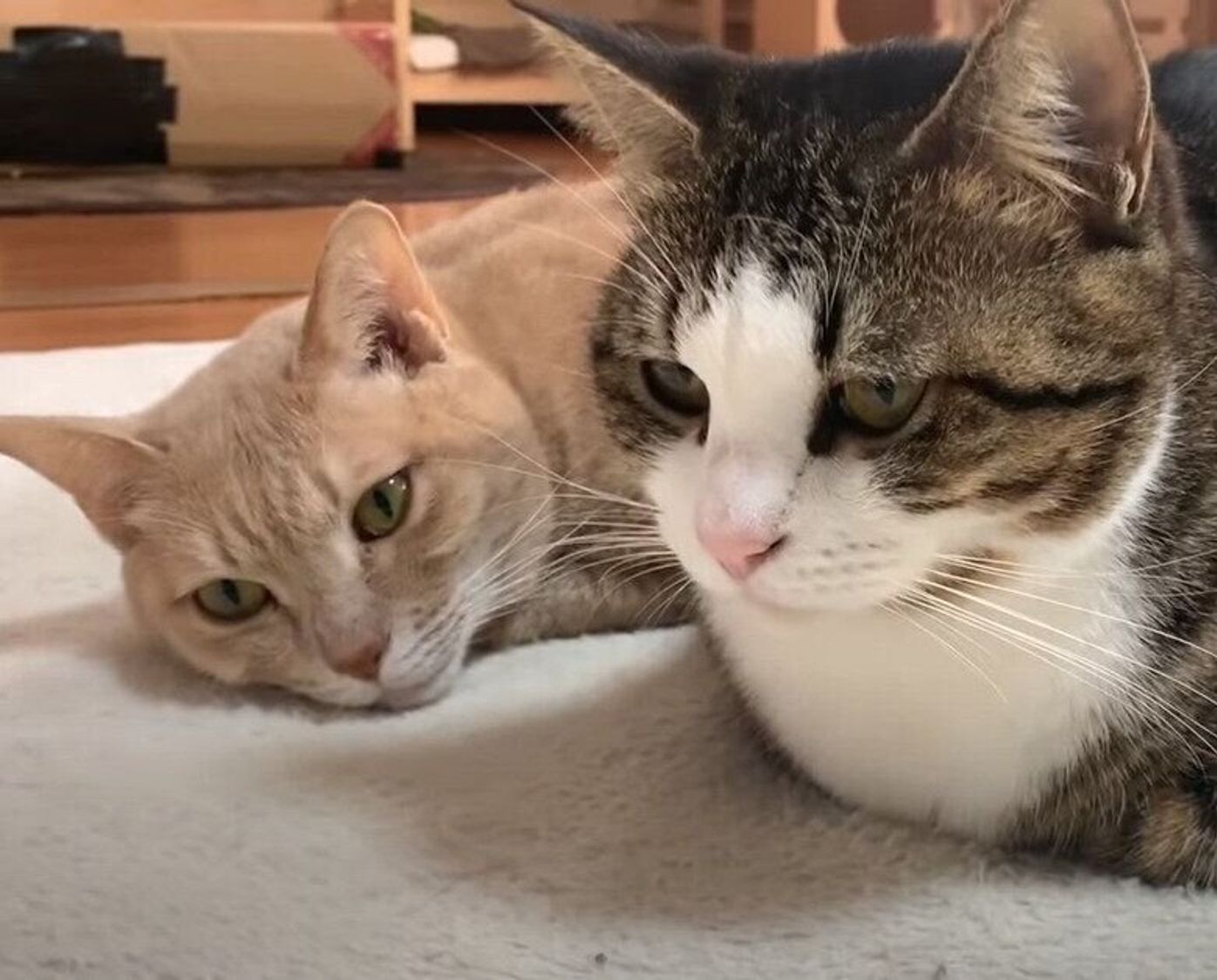 至福の時間 まったり過ごす猫たちの寝顔を見て 癒される ねこのきもちweb Magazine 至福の時間 まったり過ごす猫たちの寝顔を見て 癒される ねこのきもちweb Magazine