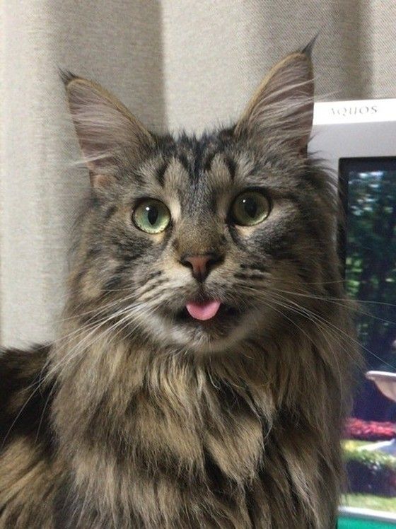 舌を出すメインクーン