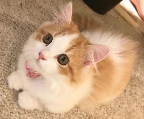 かばんを漁る猫