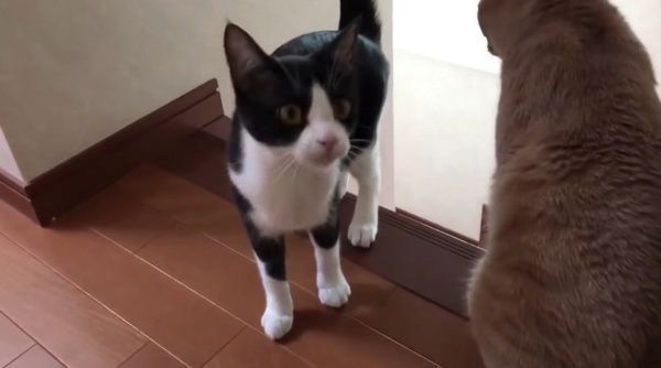 名前を呼ばれると必ずやってくる猫