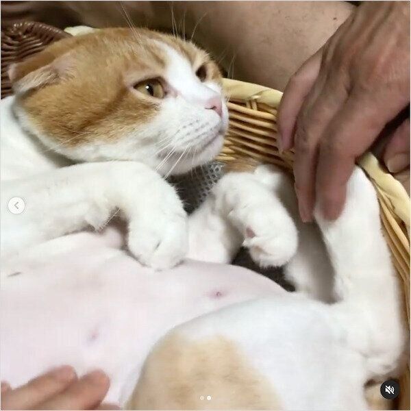 ダイソーの猫グッズ