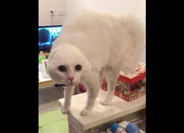 警戒して耳がなくなるハク様