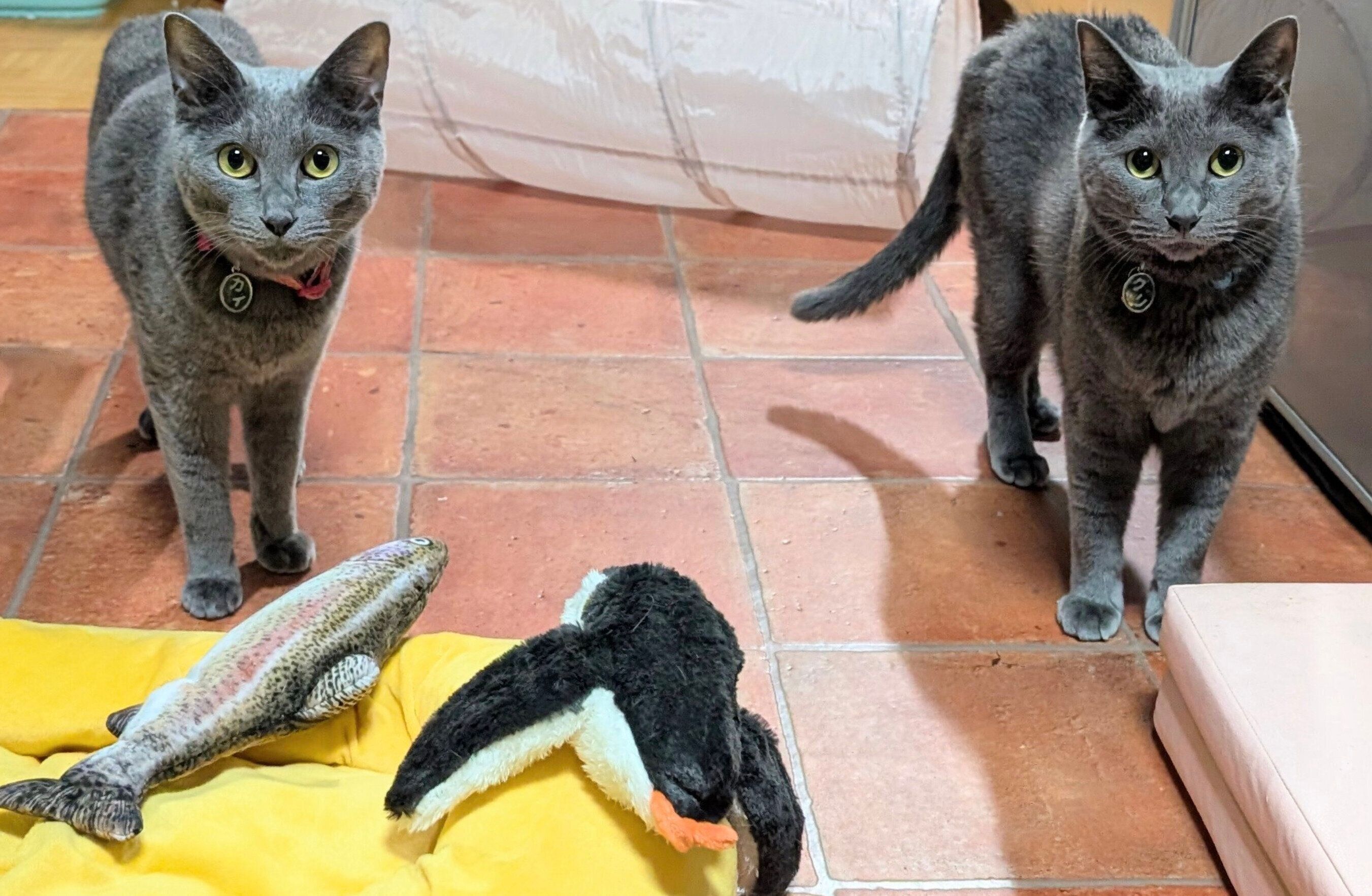 キラキラした目で見つめるカイくん、グリくん