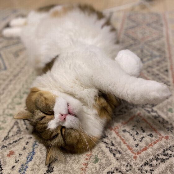 爆睡するスコティッシュフォールド