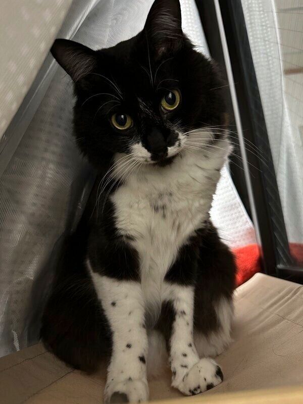 くねくねとしたポーズが可愛らしい墨くん