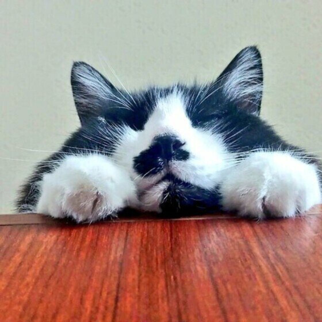 獣医師監修 猫は何日出ないと便秘 与えたい食べ物やマッサージなど ねこのきもちweb Magazine 獣医師監修 猫は何日出ないと便秘 与えたい食べ物やマッサージなど ねこのきもちweb Magazine