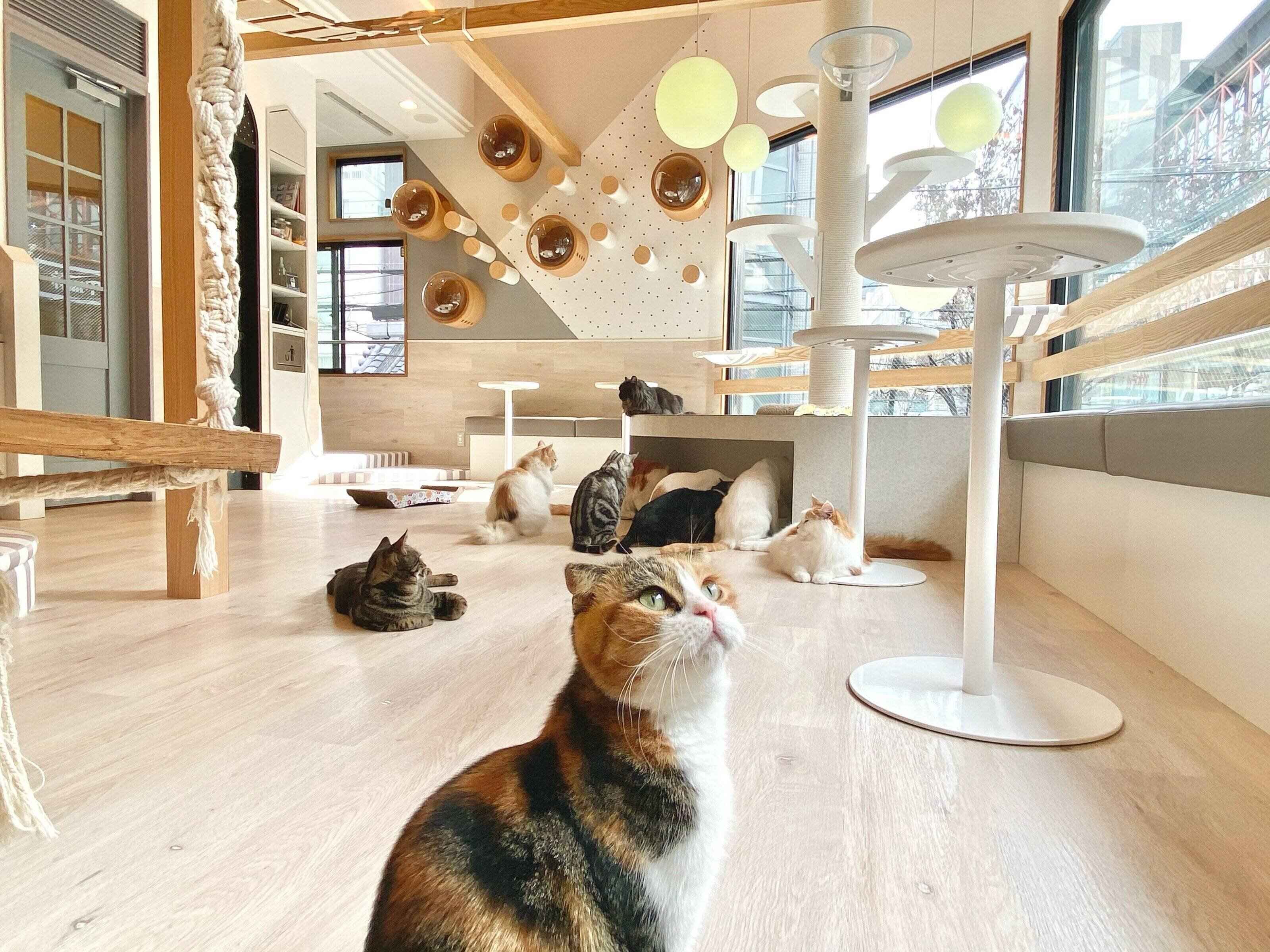 明るくおしゃれな店内で自由気ままに過ごす猫たち