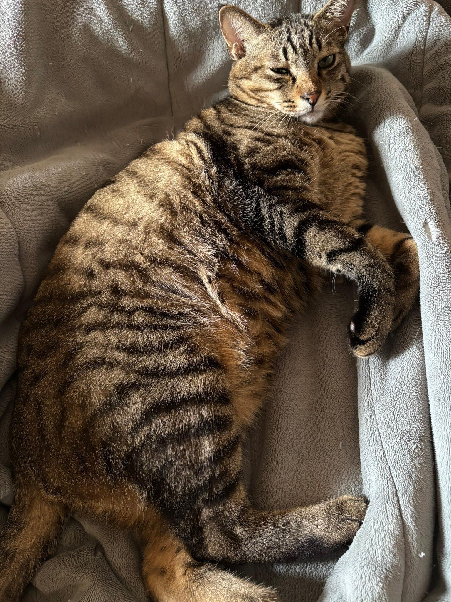 くつろいでいる猫