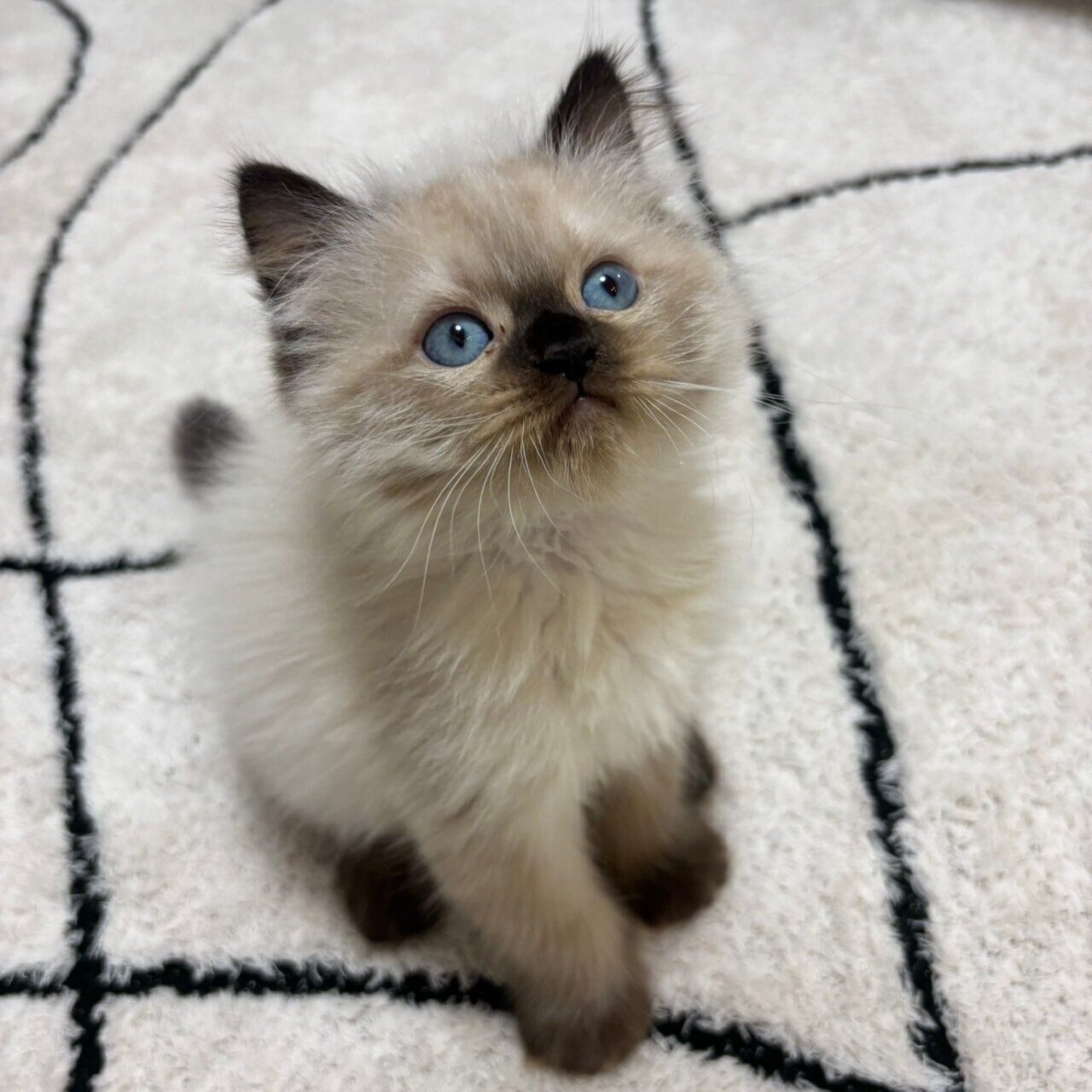 お迎え翌日に撮影した福くん