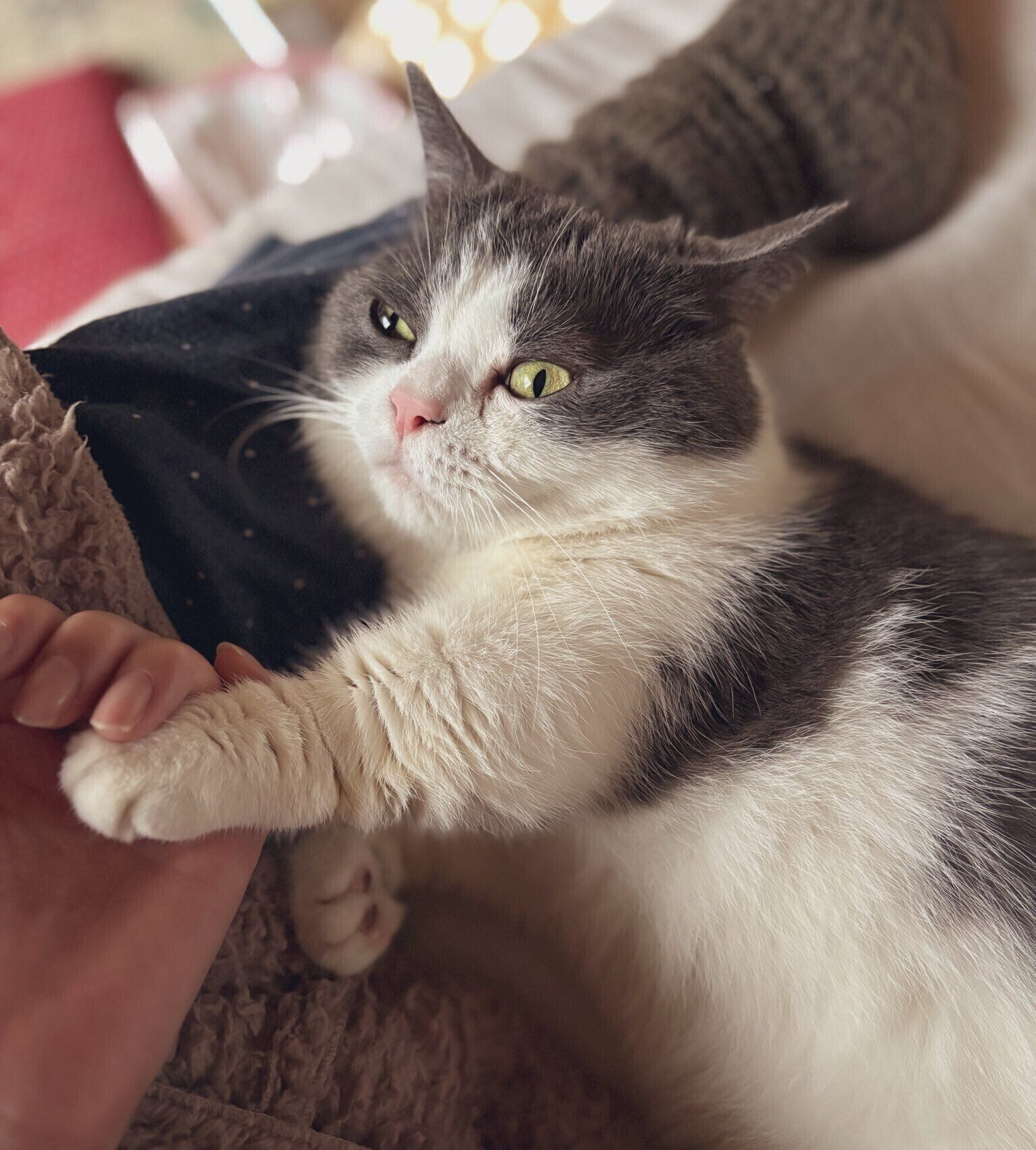 飼い主さんを独り占めしているときの様子。