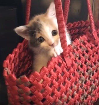 子猫のぽてとちゃん