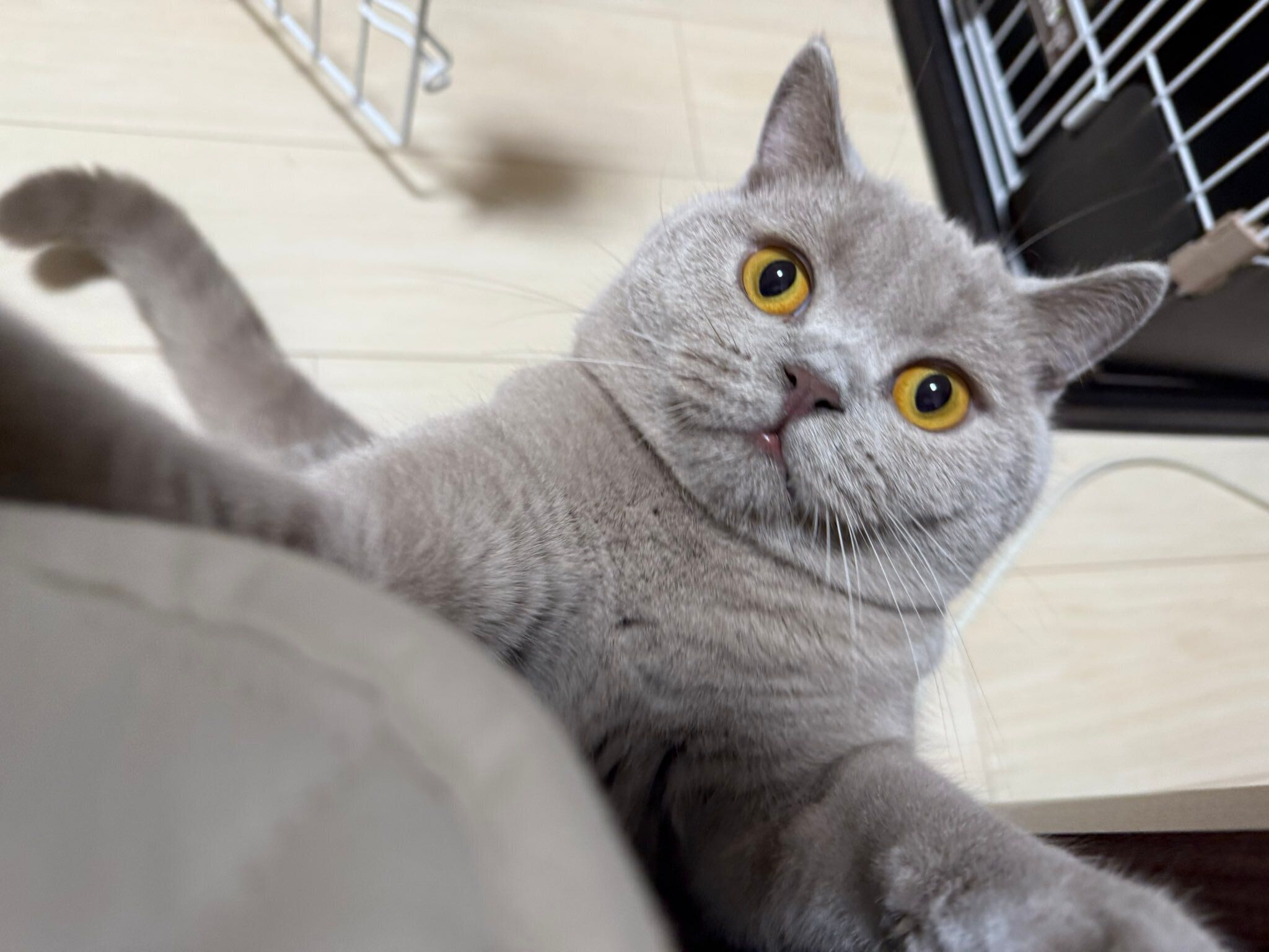 飼い主に飛びつくブリティッシュショートヘア