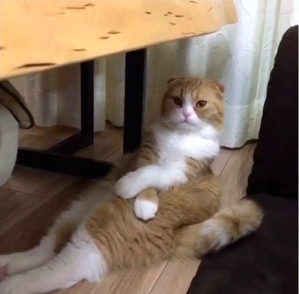 スコティッシュフォールド