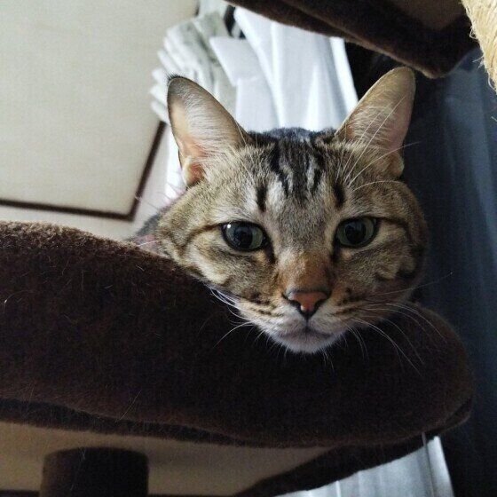 キジトラ猫の出雲ちゃん