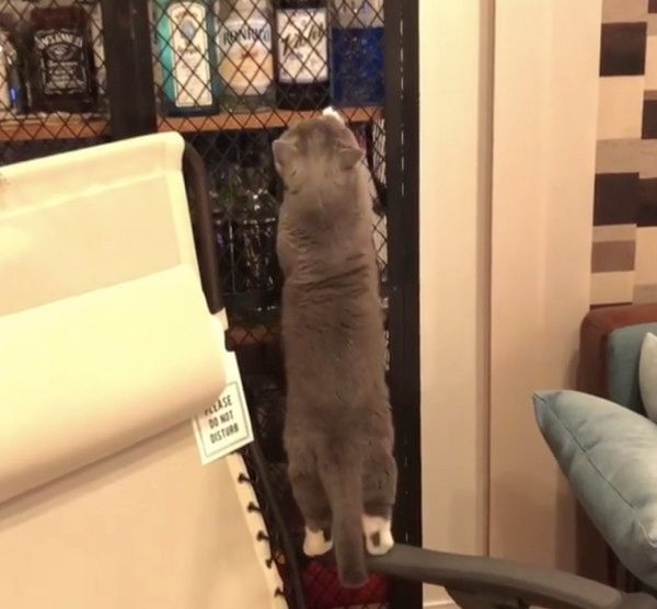 ボルダリングをする猫