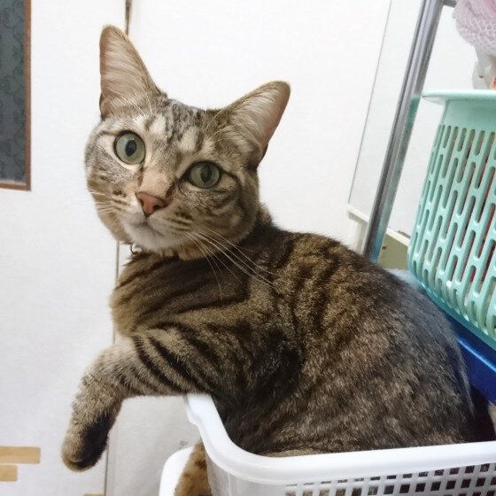 キジトラ