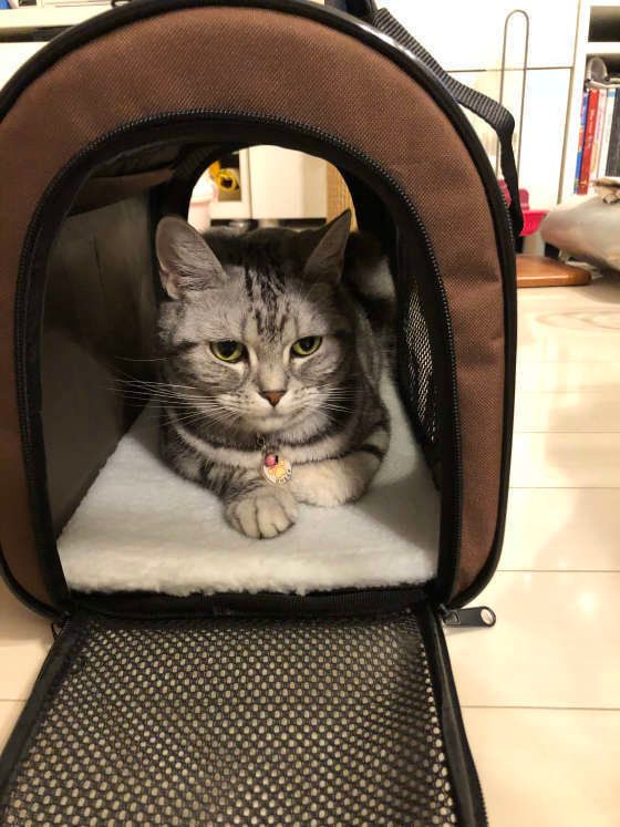 キャリーケースに入るアメリカンショートヘア