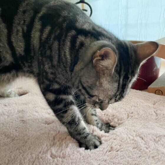 ふみふみする猫