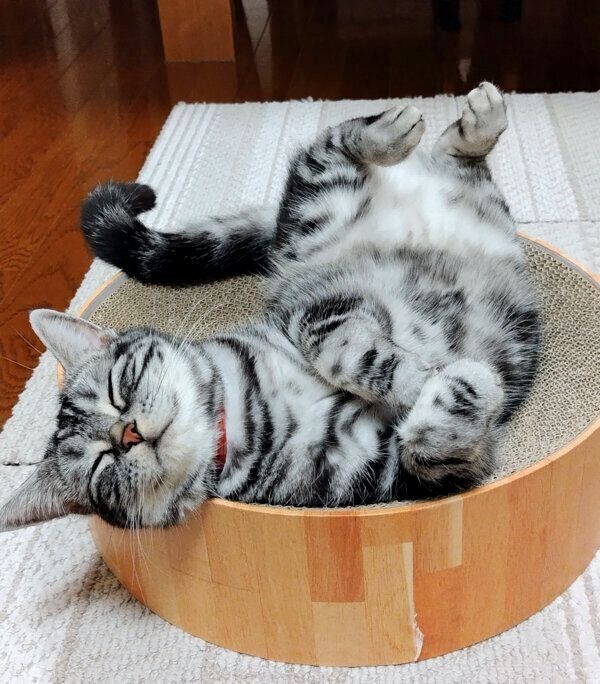 気持ちよさそうに眠るユキチくん