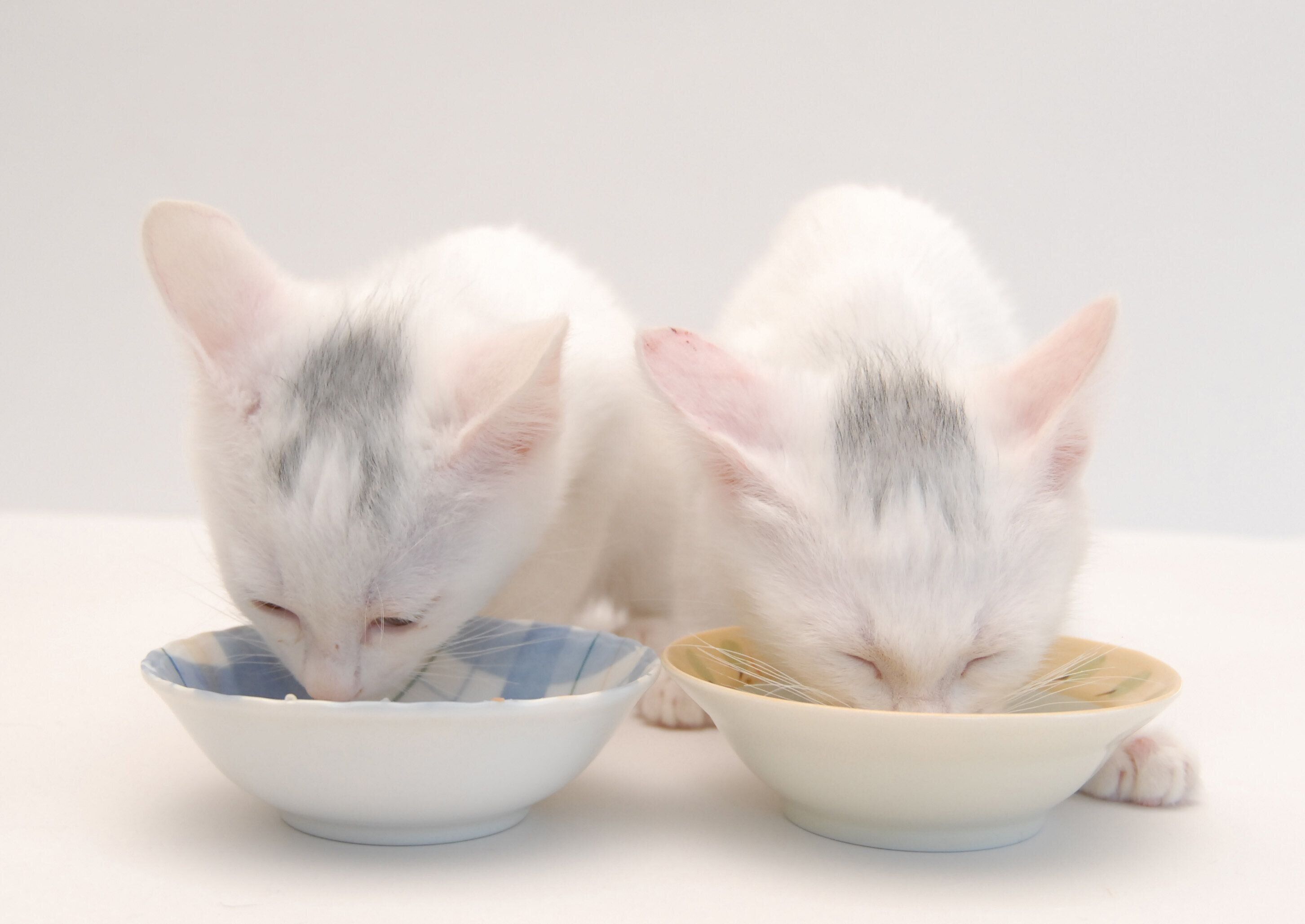 画像／2020年8月号「毛柄トリビア１０」