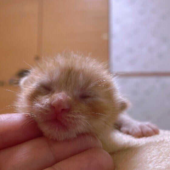 生後3日のMIXのだいずくん