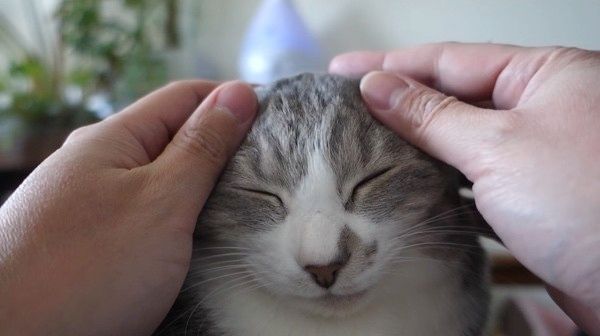 マッサージされる猫