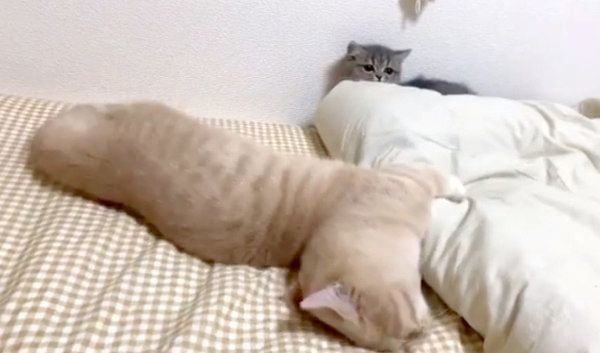 謎の遊びをするむぎくんとあおちゃん