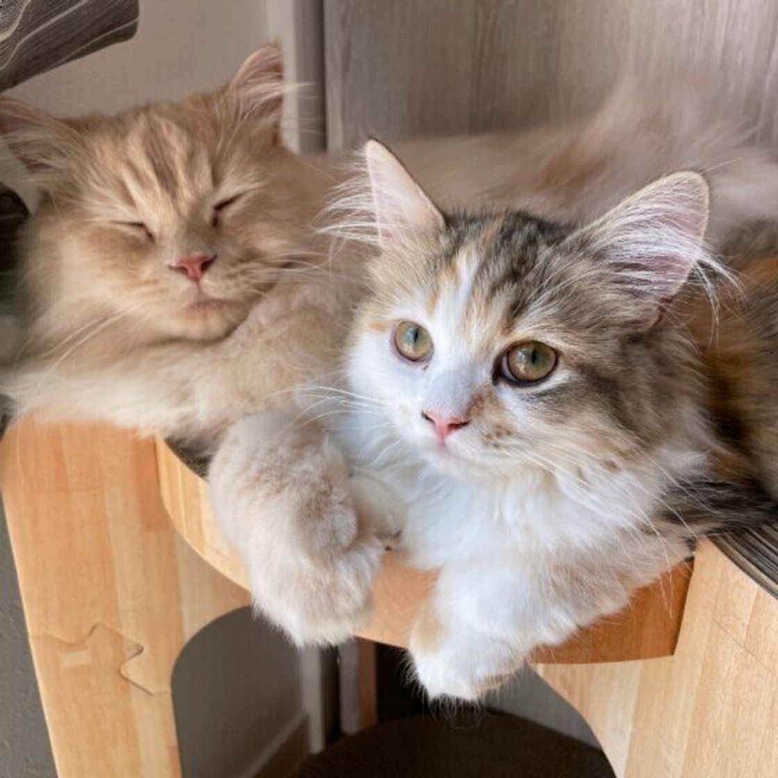 トイレはいくつ必要 猫を複数飼いするときの お部屋づくり のコツ ねこのきもちweb Magazine