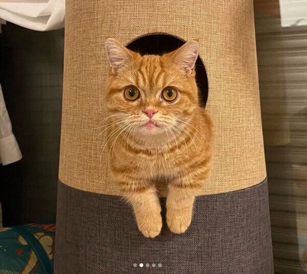 “虚無顔”のメリダちゃん