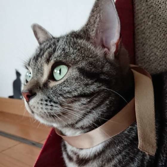 リボンが似合うあんこくん