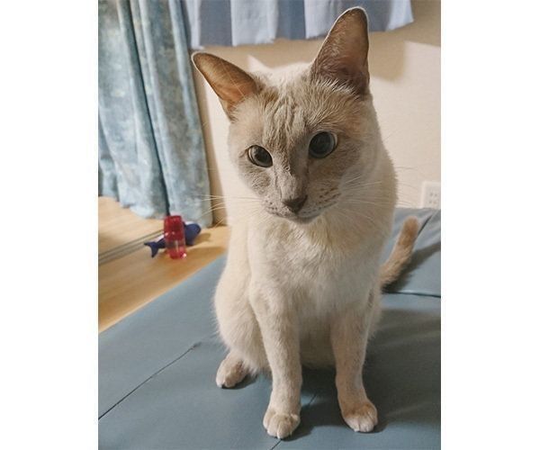 トンキニーズのスースちゃん