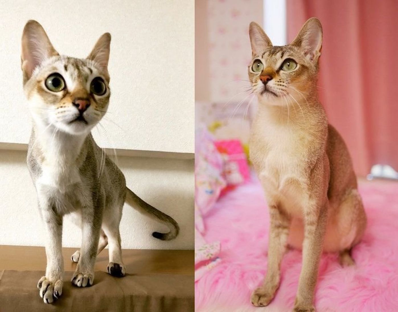 シンガプーラの特徴と飼い方 可愛い画像いっぱい ねこのきもち 猫図鑑 ねこのきもちweb Magazine シンガプーラの特徴と飼い方 可愛い画像いっぱい ねこのきもち 猫図鑑 ねこのきもちweb Magazine