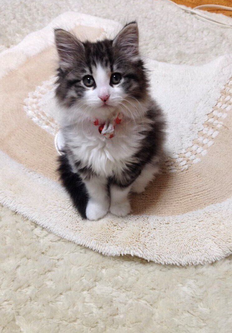 子猫時代のアニーちゃん