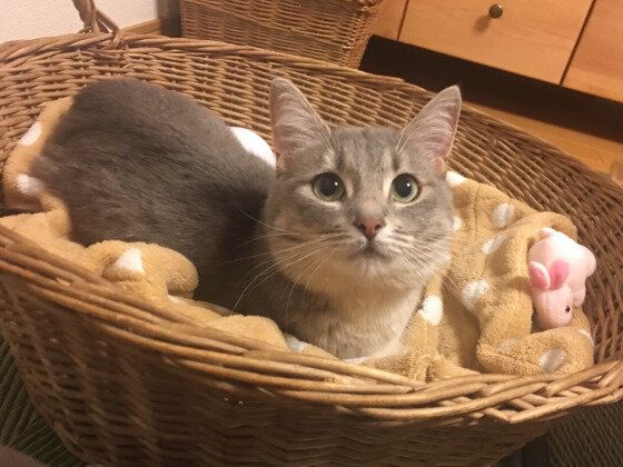 くつろぐマンチカン