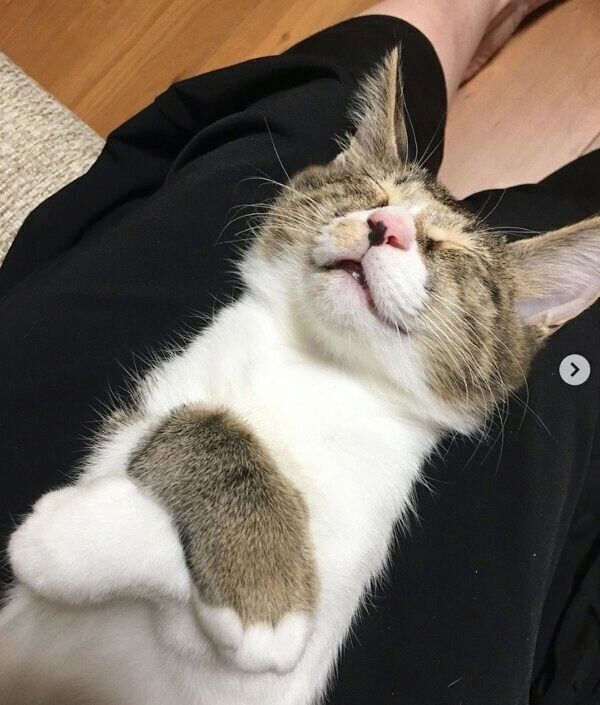 熟睡するみいちゃん