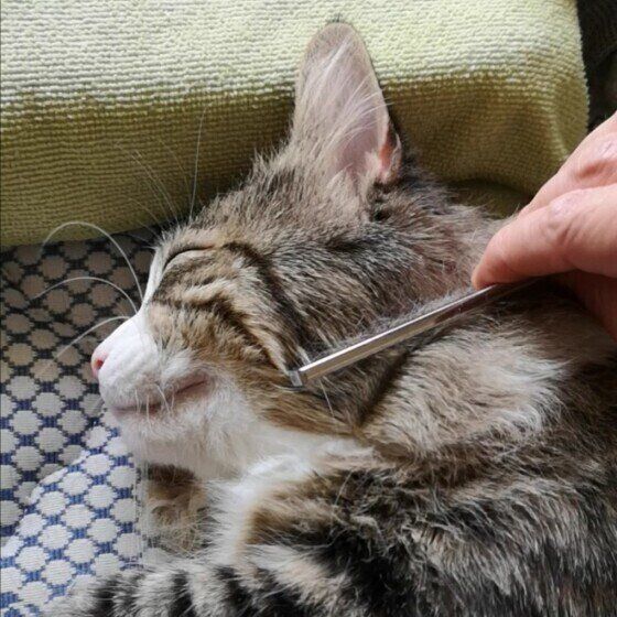 メインクーンの銀次郎くん♪