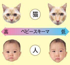 画像／ねこのきもち2015年6月号「ねこのKawaiiは才能だっ！」