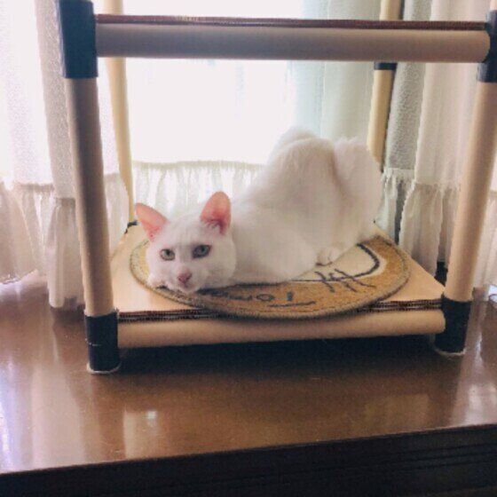 ミックスの福くん