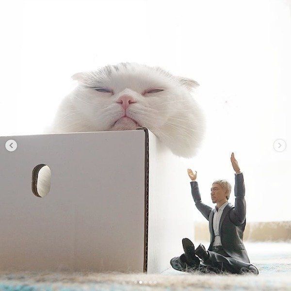 まさかのコラボをしたスコティッシュフォールド