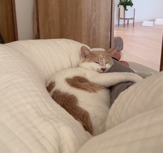 飼い主さんの足に抱きつくミソくん