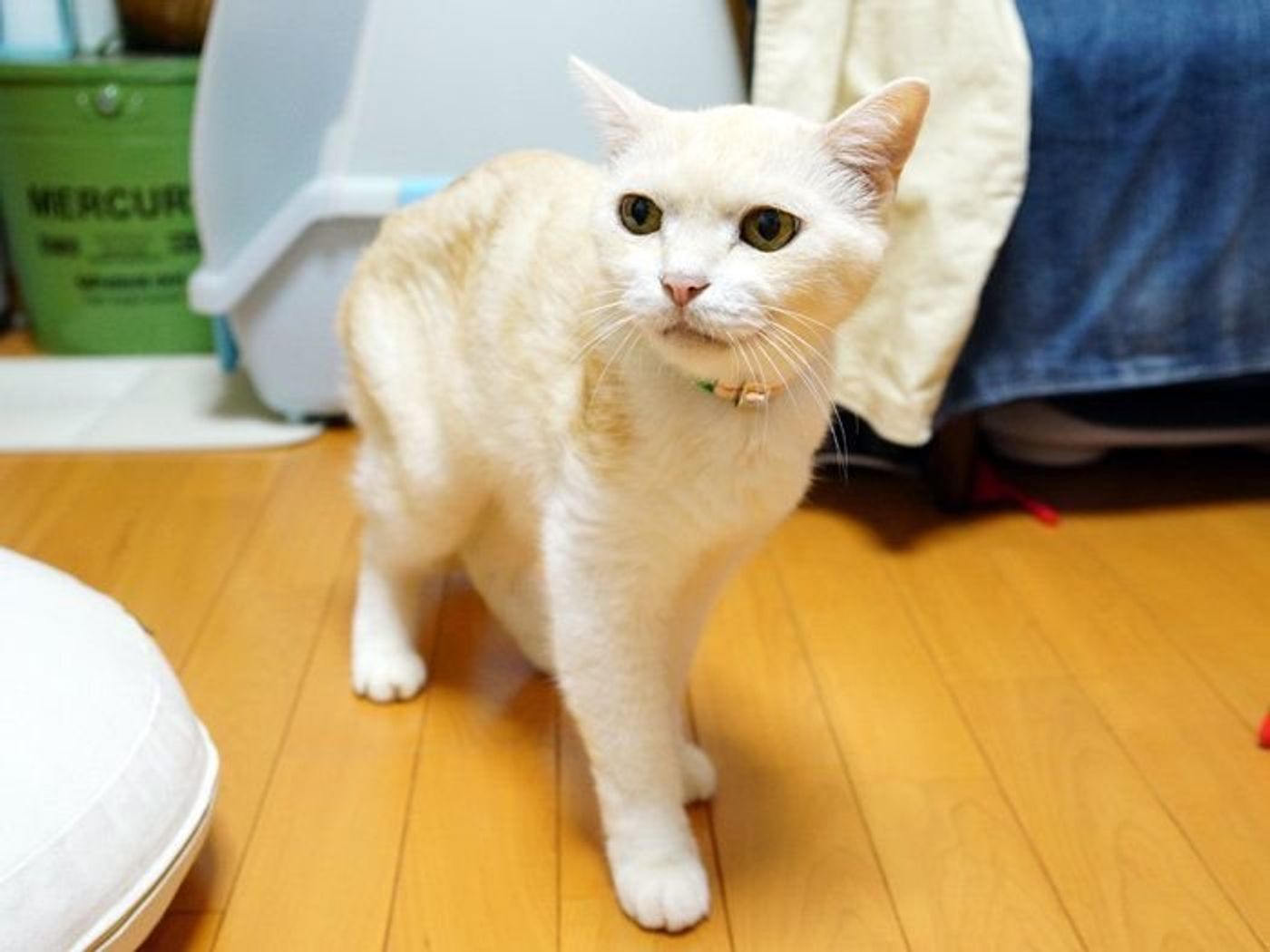 子猫の元気あふれる 大爆走時代 本日もねこ晴れなり Vol 218 ねこのきもちweb Magazine 子猫の元気あふれる 大爆走時代 本日もねこ晴れなり Vol 218 ねこのきもちweb Magazine