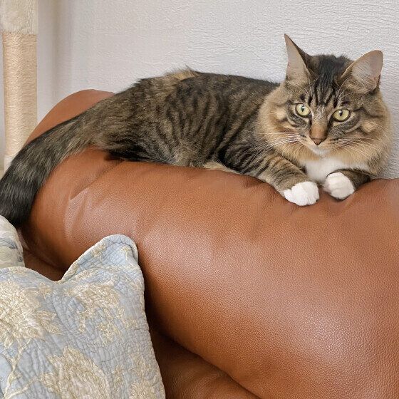 背もたれでくつろぐキジトラ猫