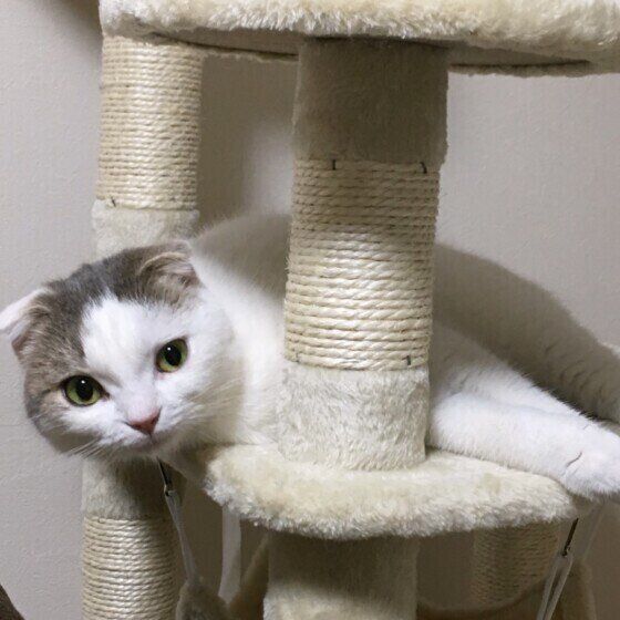 見つめるスコティッシュフォールド