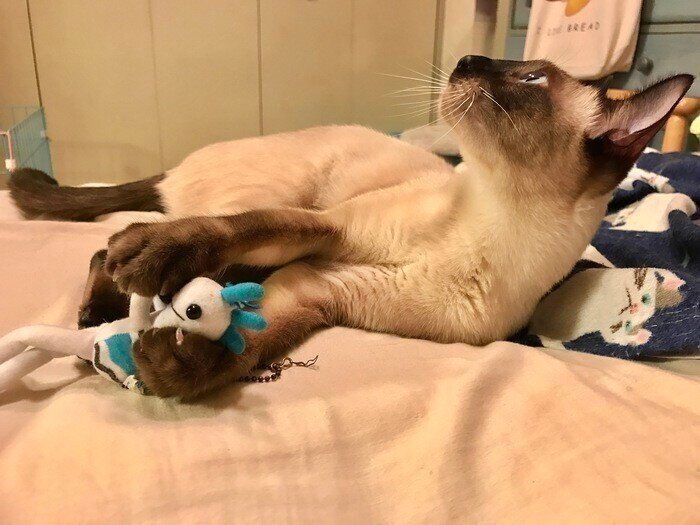 サイアミーズ（シャム猫）の特徴と飼い方 可愛い画像いっぱい