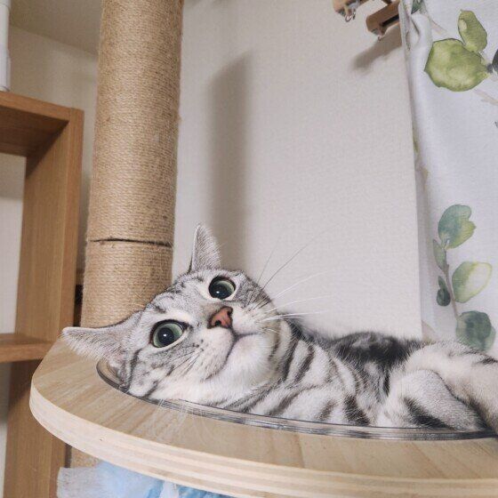 キャットタワーでくつろぐアメリカンショートヘア