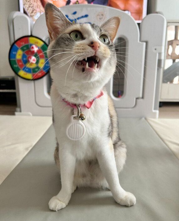 鳴いている猫