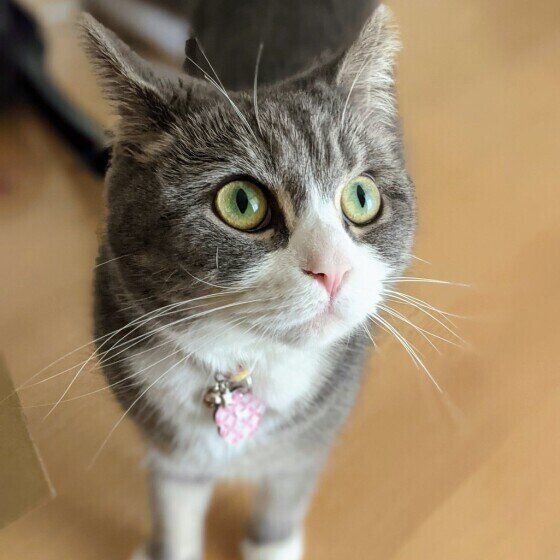 ブリティッシュショートヘア