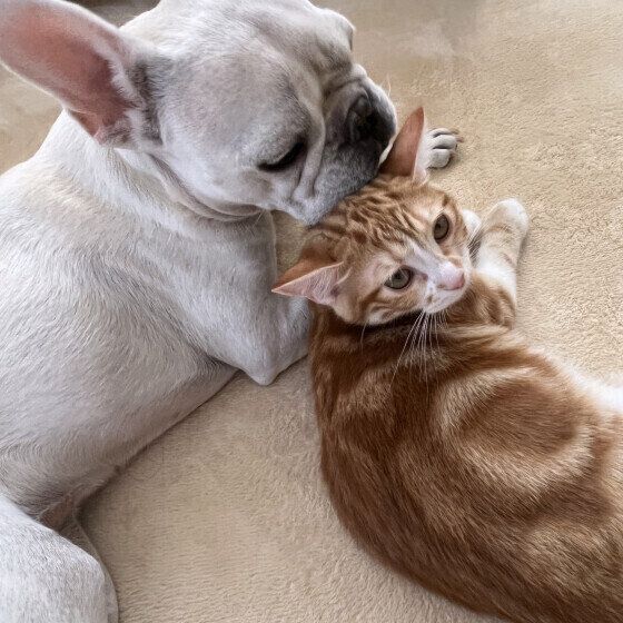 マンチカンのこはくくん