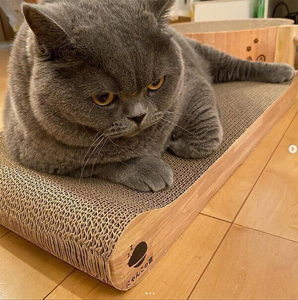 爪とぎの上にのるグリちゃん