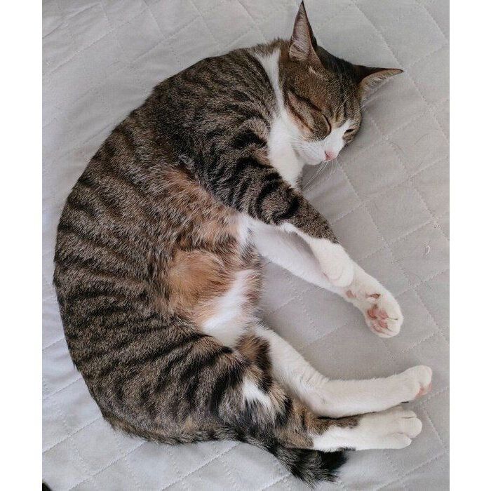 スヤスヤ眠るウルフくん